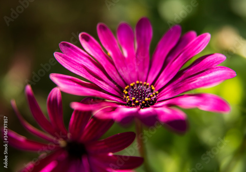 Bright purple Daisy flower
