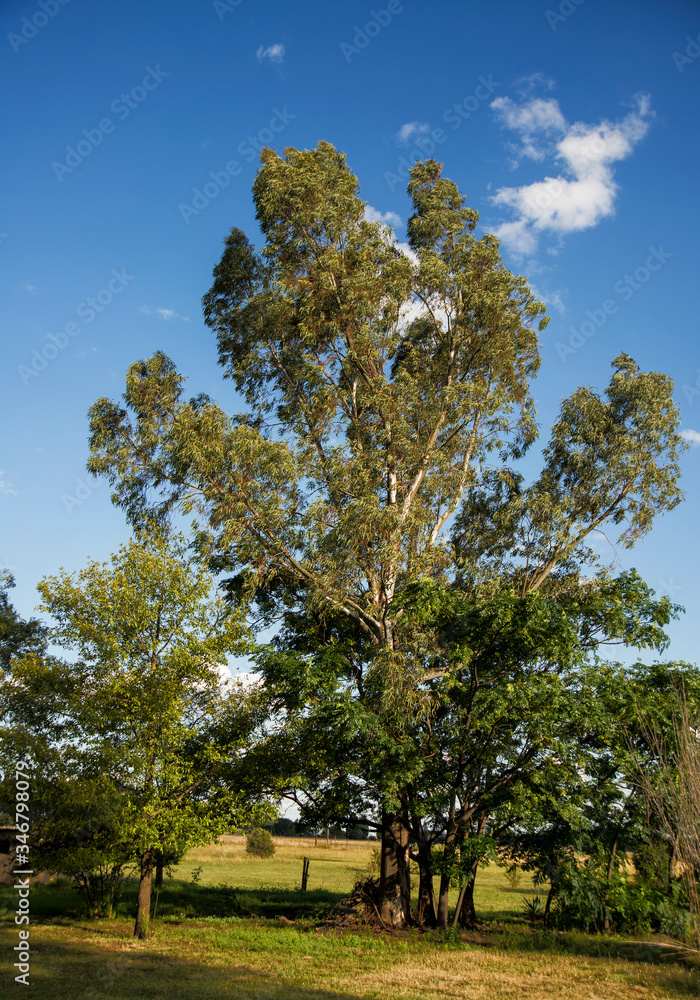 Fototapeta premium Landscape of trees and sky