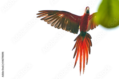 red macaw © Alvaro