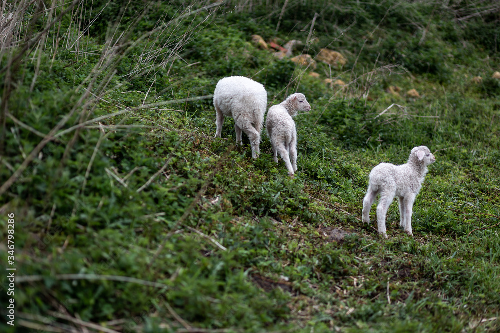Heidschnuckenlämmer auf einer Wiese am Hügel Heidschnuckenlämmer auf einer Wiese am Hügel