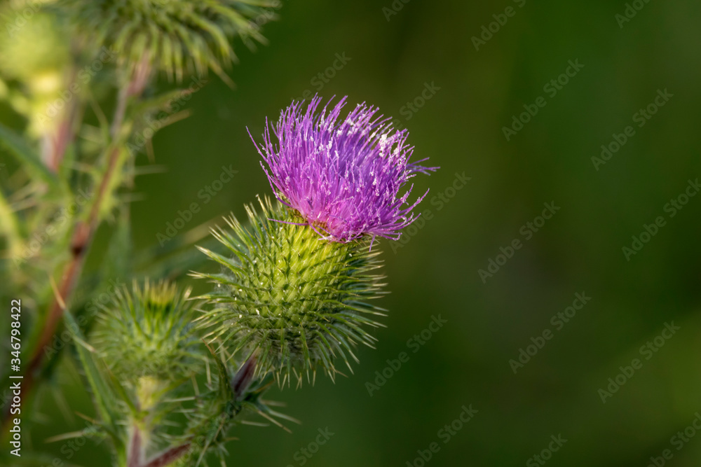Milk thistle flower on a lovely green background. Milk thistle flower on a lovely green background.
