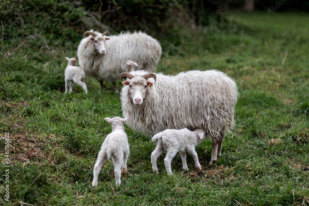 Eine Schafsfamilie mit Lämmern der Sorte weiße gehörnte Heidschnucke