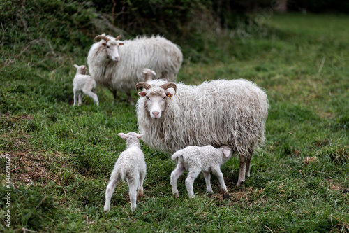 Eine Schafsfamilie mit Lämmern der Sorte weiße gehörnte Heidschnucke © Sarah