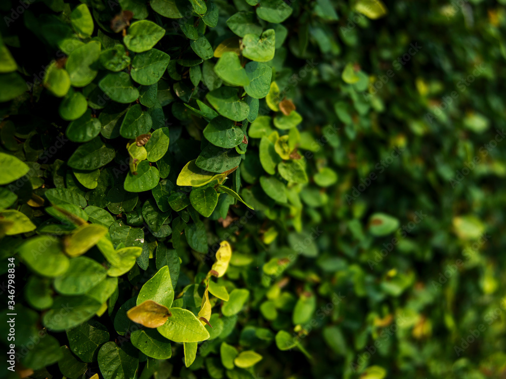 Fototapeta premium Wall covered with green creeper