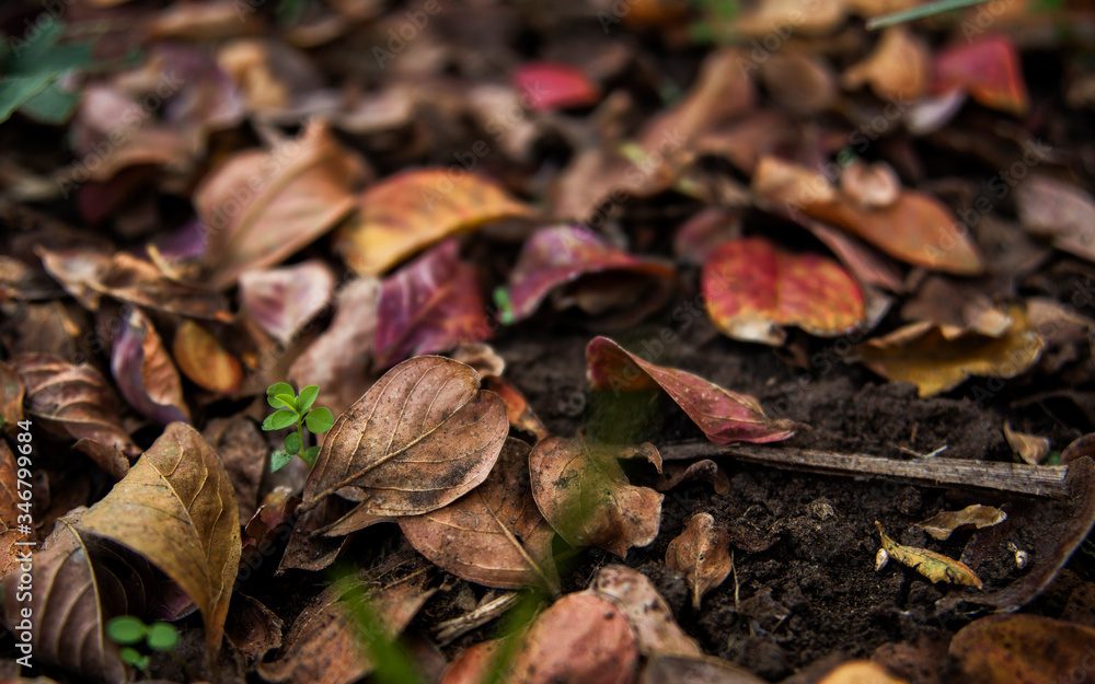 Autumn leaves scattered on the ground