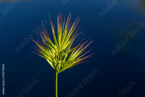 Espiga de la planta bromo con el fondo oscuro. Bromus rubens. Espiguilla roja. photo