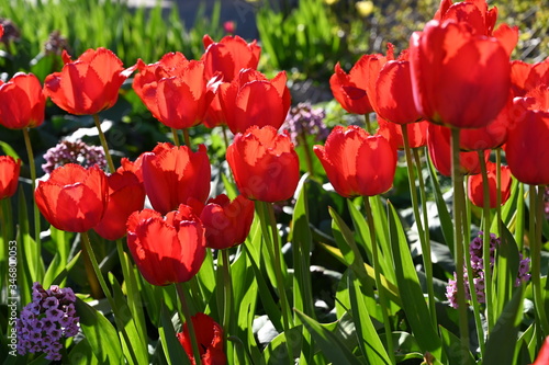 field of red tulips