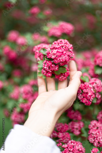 Woman hand against the background of a blossoming pink flowers hawthorn tree 