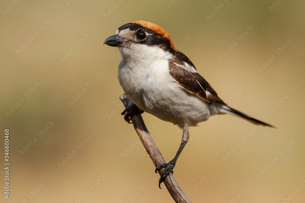 Woodchat Shrike, Senator Lanius, perched on a tree branch on a clear unfocused background Woodchat Shrike, Senator Lanius, perched on a tree branch on a clear unfocused background
