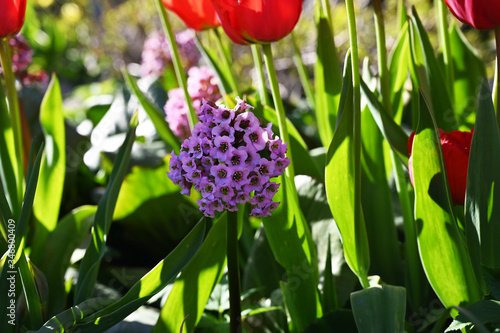 flowers in the garden