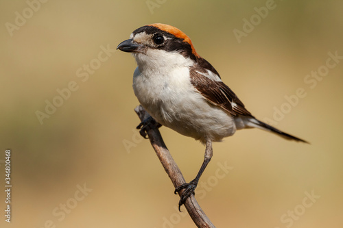 Woodchat Shrike, Senator Lanius, perched on a tree branch on a clear unfocused background