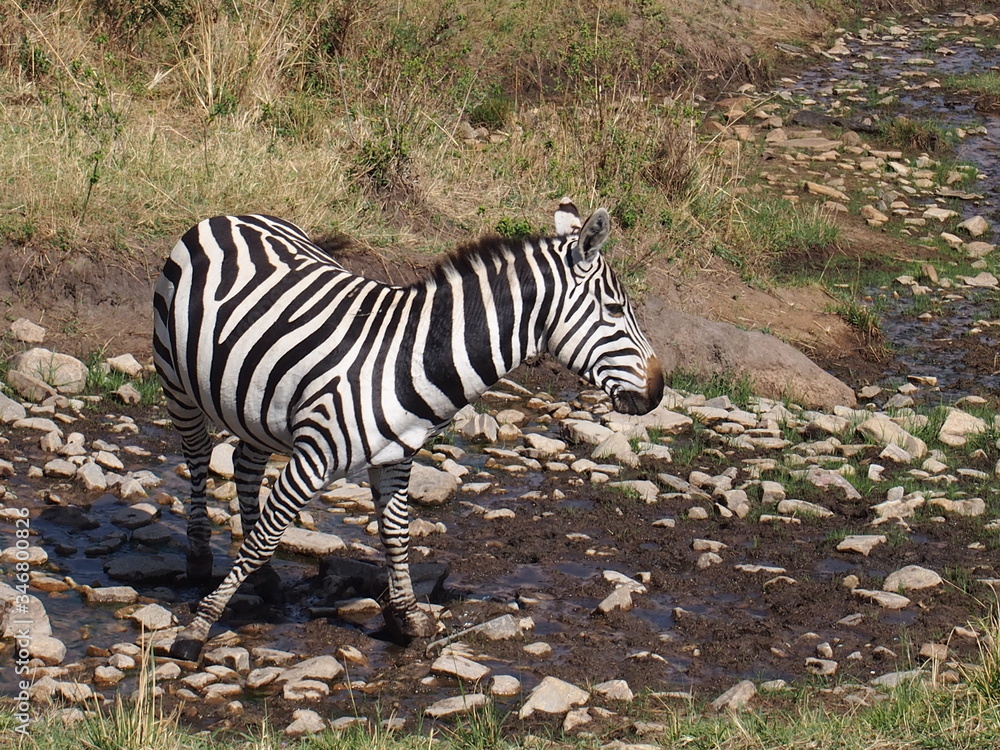Obraz premium A zebra with beautiful patterns, Safari, Game Drive, Maasai Mara, Kenya