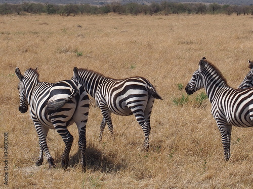 Zebras with beautiful patterns  Safari  Game Drive  Maasai Mara  Kenya