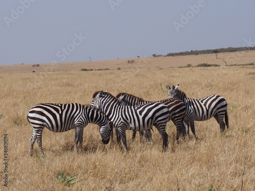 Zebras with beautiful patterns, Safari, Game Drive, Maasai Mara, Kenya