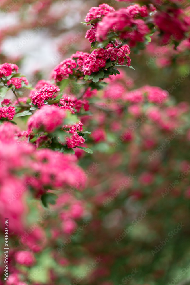 Pink Hawthorn flowers. Blooming haw branches. Spring macro photo.