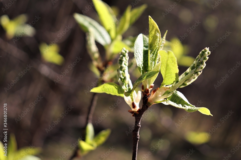 Blossom leaves and flowers on a tree branch. Blossom leaves and flowers on a tree branch.