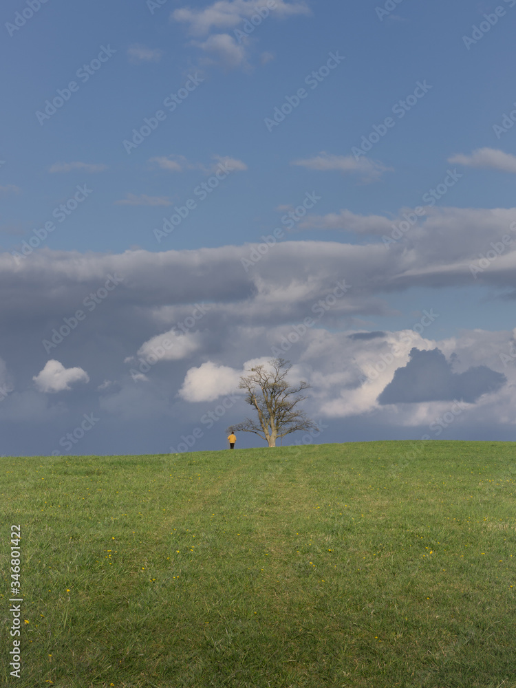 Fototapeta premium field of dandelions