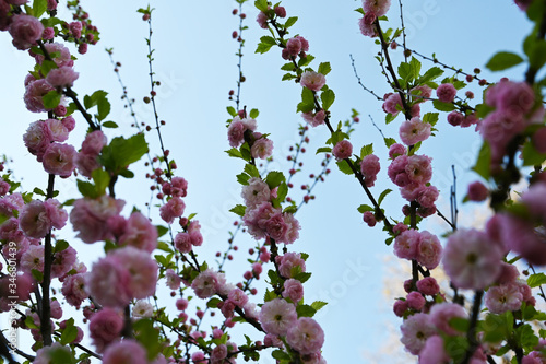 blooming almond tree