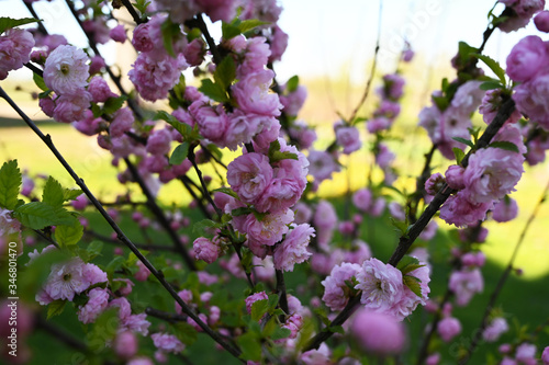 blooming spring tree