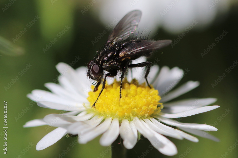 Fliege auf einem Gänseblümchen Fliege auf einem Gänseblümchen
