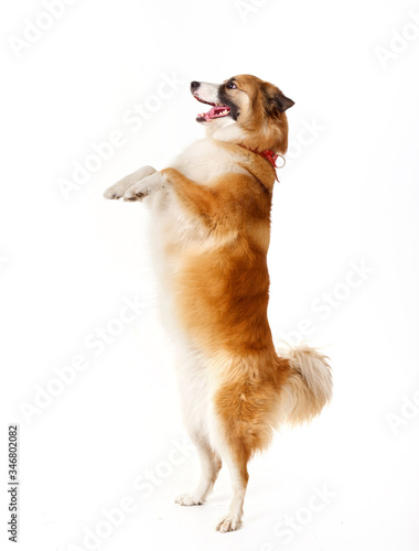 red dog on its hind legs on a white background