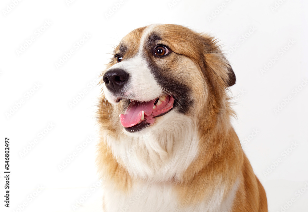 Fototapeta premium portrait of a red dog on a white background