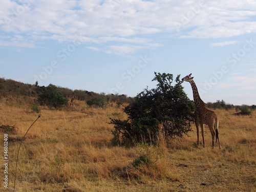 Fototapeta Naklejka Na Ścianę i Meble -  The giraffe on the prairie, Safari, Game Drive, Maasai Mara, Kenya