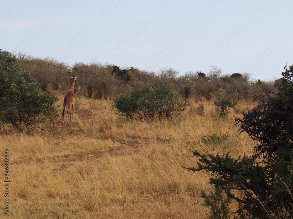 The giraffe on the prairie, Safari, Game Drive, Maasai Mara, Kenya The giraffe on the prairie, Safari, Game Drive, Maasai Mara, Kenya