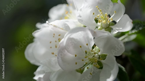 Apple tree blossom moving gently with the breeze