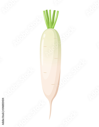 Japanese daikon radish, on a white background, vegetable harvest, healthy food. Vector.