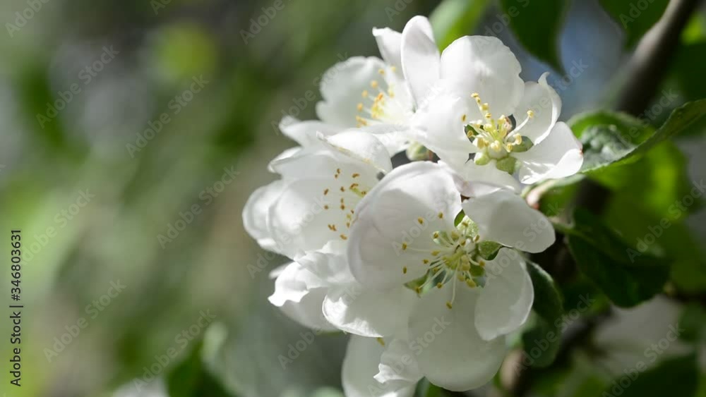 Apple tree blossom moving gently with the breeze Apple tree blossom moving gently with the breeze