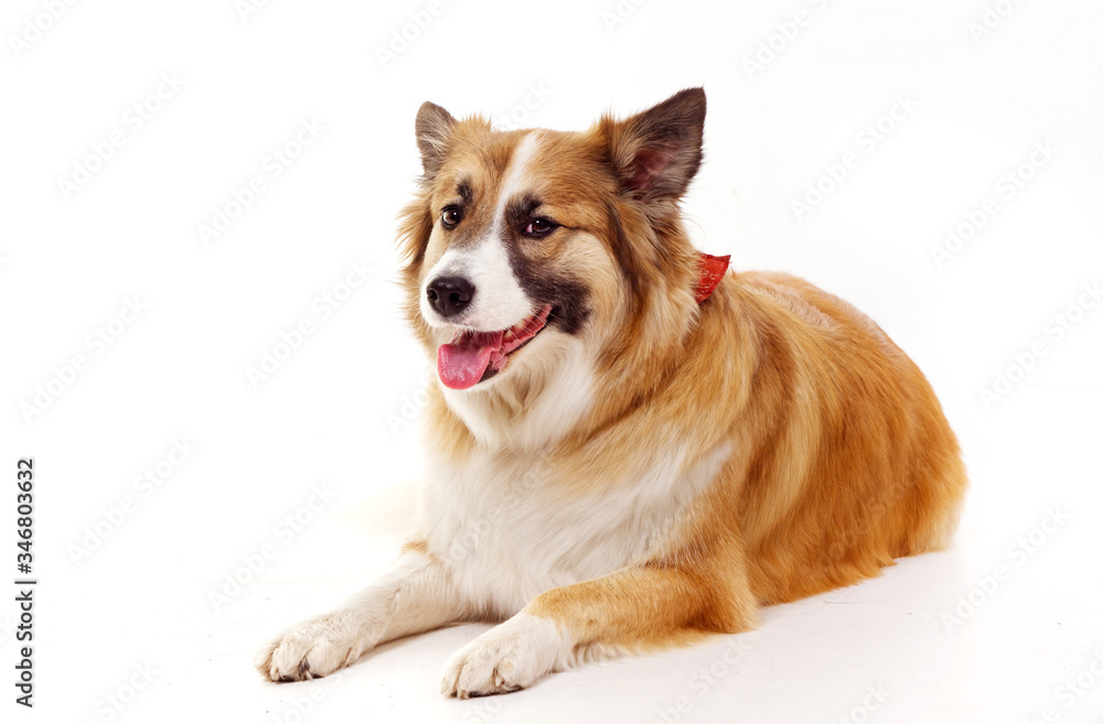 portrait of a red dog on a white background