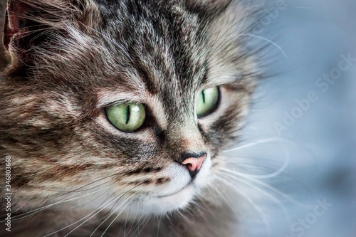 Cat close up. Portrait of a kitten.