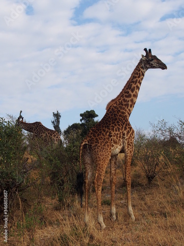 The giraffe on the prairie, Safari, Game Drive, Maasai Mara, Kenya © Mithrax