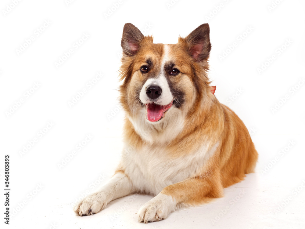 portrait of a red dog on a white background