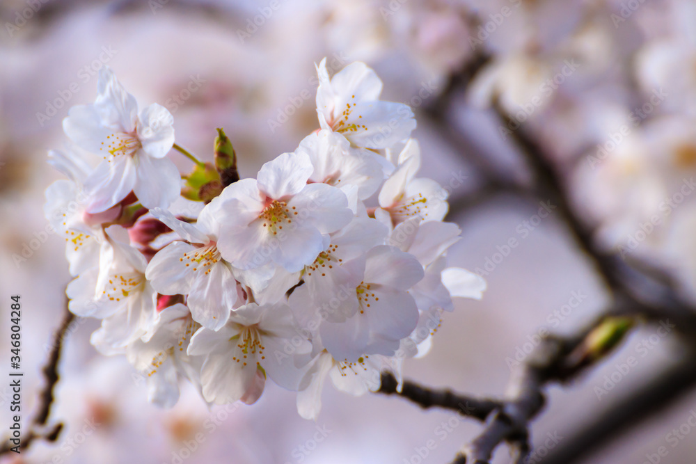 桜の花 春のイメージ 桜の花 春のイメージ