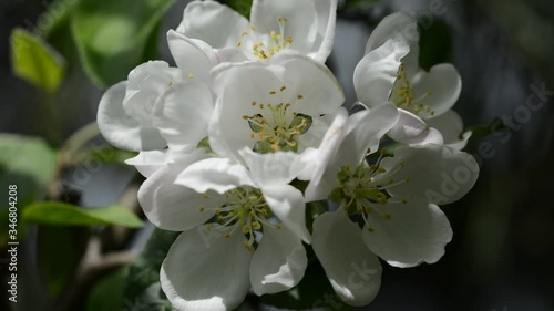 Apple tree blossom moving gently with the breeze