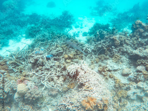 Coral underwater Great Barrier Reef. Colorful coral ecosystems in beautiful ocean. Clear blue turquoise sea. Coral reef, underwater scene and fish. Coral bleaching, endangered, marine life. Australia