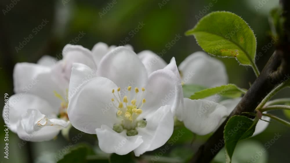 Apple tree blossom moving gently with the breeze Apple tree blossom moving gently with the breeze