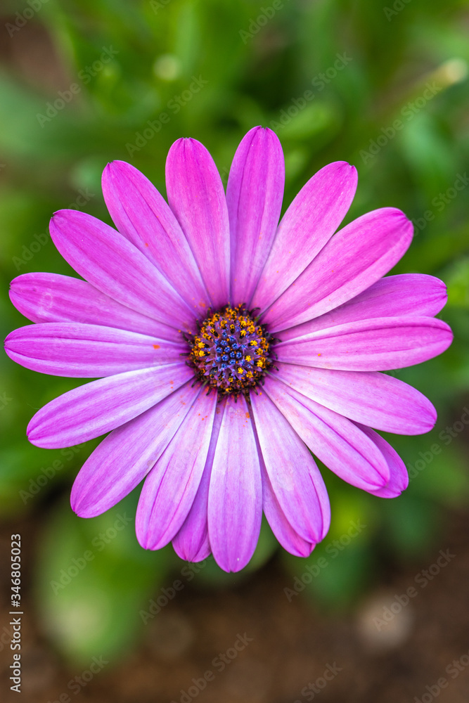 デイジーの花 デイジーの花