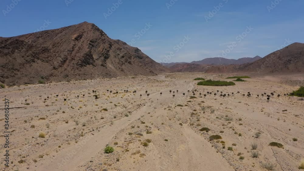 Aerial of big ostrich flock walking in the desert Aerial of big ostrich flock walking in the desert