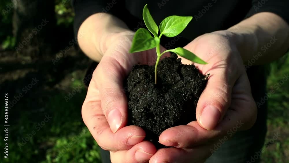 A young girl holds a handful of soil with a growing seedling. Young green sprout in the hands of a farmer girl. Concept of a green planet, ecology. Symbol of growth, environmental protection. A young girl holds a handful of soil with a growing seedling. Young green sprout in the hands of a farmer girl. Concept of a green planet, ecology. Symbol of growth, environmental protection.