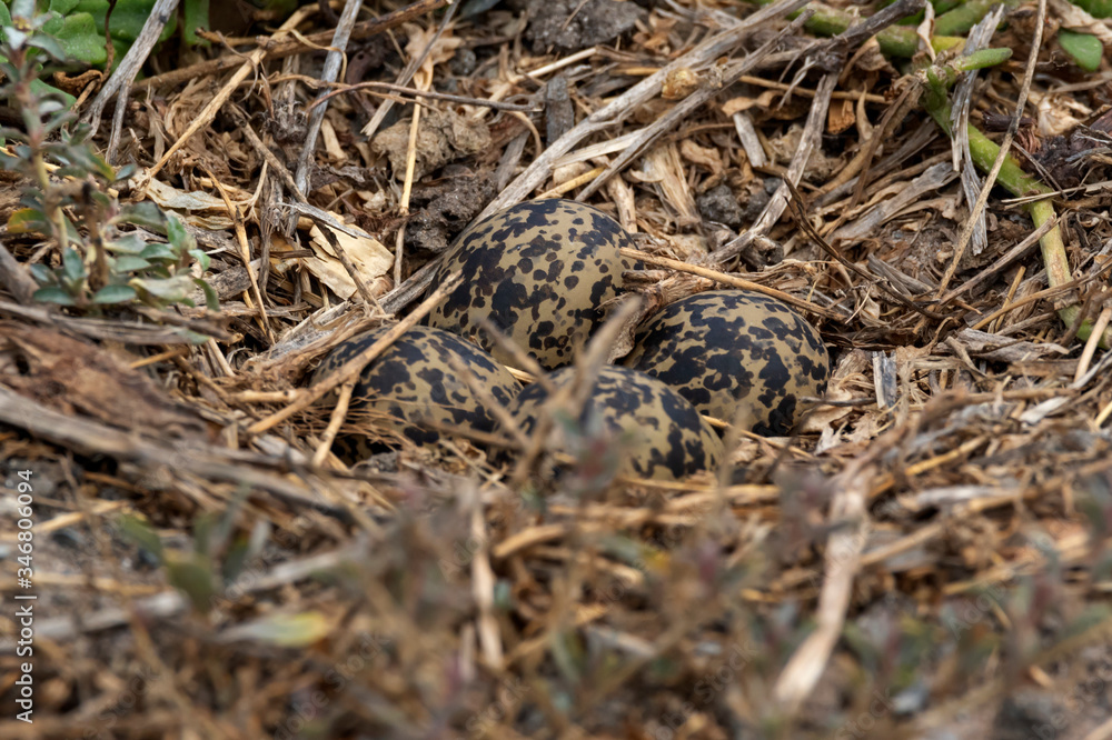 Eggs of a Blacksmith Lapwing in a nest.  Camouflaged very well. 