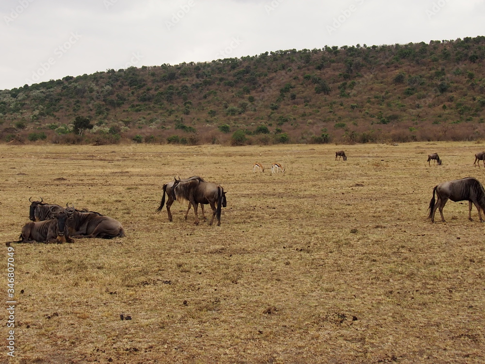 Prairie gnu, Safari, Game Drive, Maasai Mara, Kenya Prairie gnu, Safari, Game Drive, Maasai Mara, Kenya