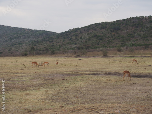Fototapeta Naklejka Na Ścianę i Meble -  Springbok, Antidorcas marsupialis, Safari, Game Drive, Maasai Mara, Kenya