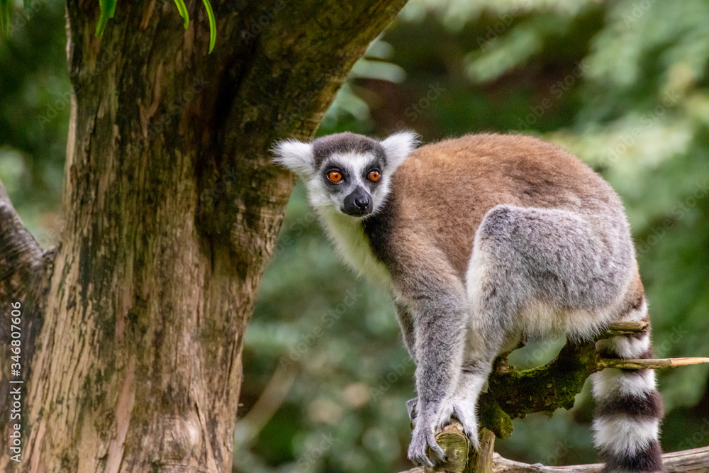 Obraz premium ワオキツネザル