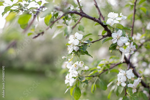 blossom tree in spring