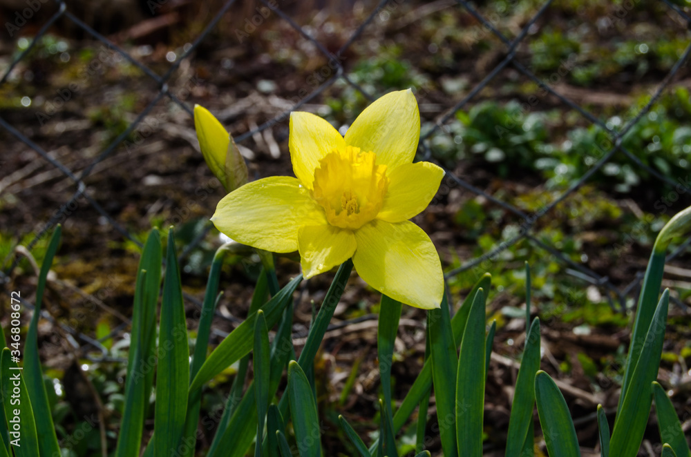 Photo of blooming daffodils in the spring garden Photo of blooming daffodils in the spring garden