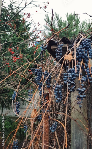 Bunches of blue homemade grapes on a background of dry vines