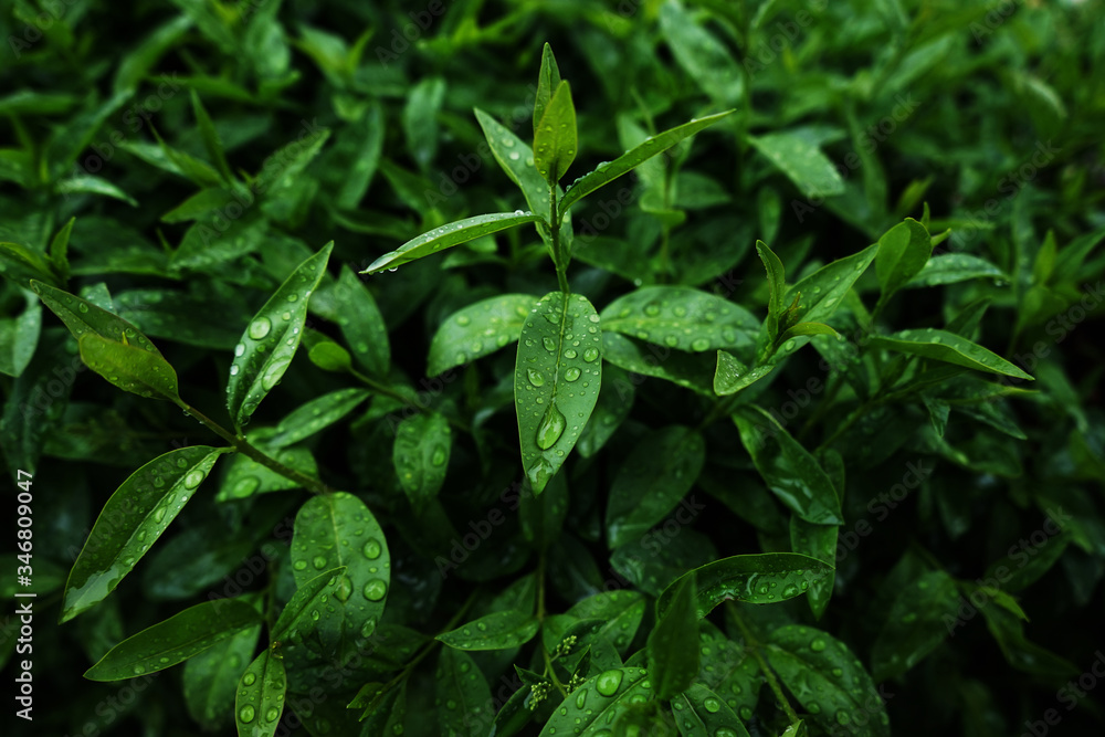 green leaves in the garden green leaves in the garden